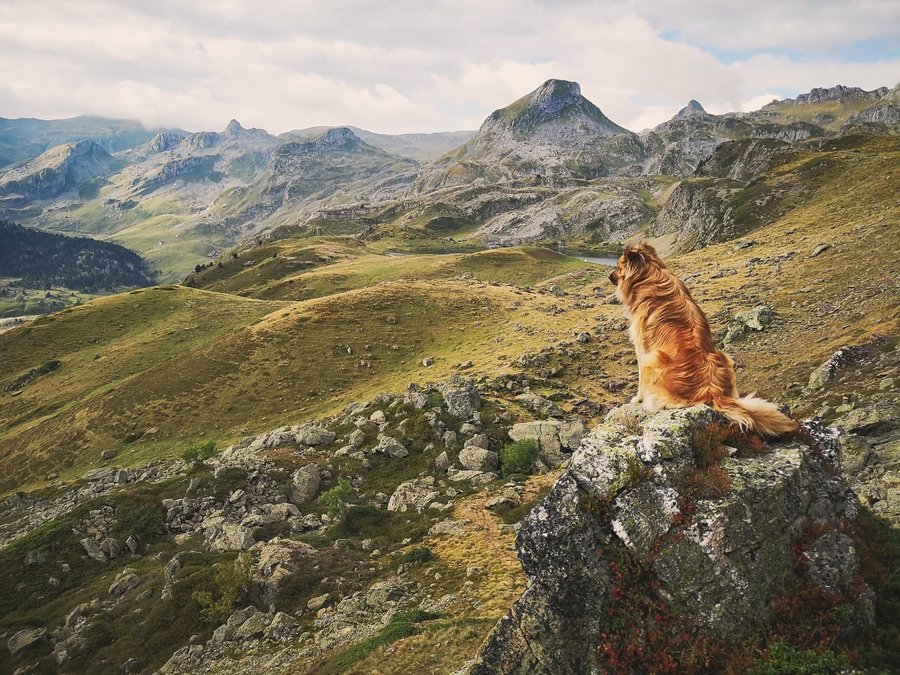 Chien de protection du troupeau contemplant les sommets pyrénéens
