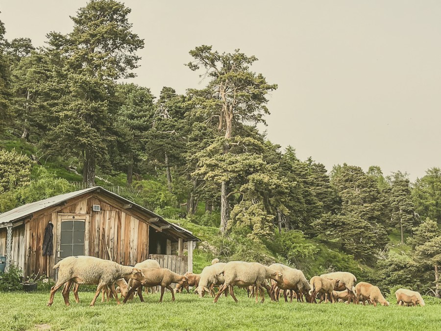 Troupeau devant une cabane de berger en alpage