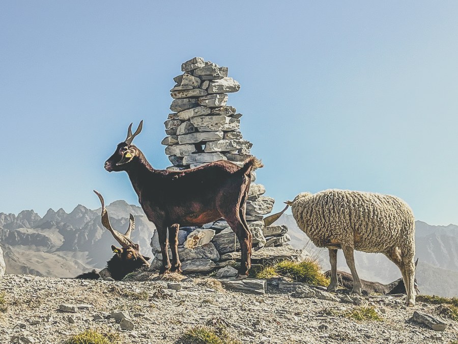 Chèvre et brebis près d'un cairn au sommet d'une montagne