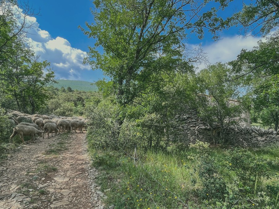 Troupeau sur un chemin bordé d'une borie en pierre sèche