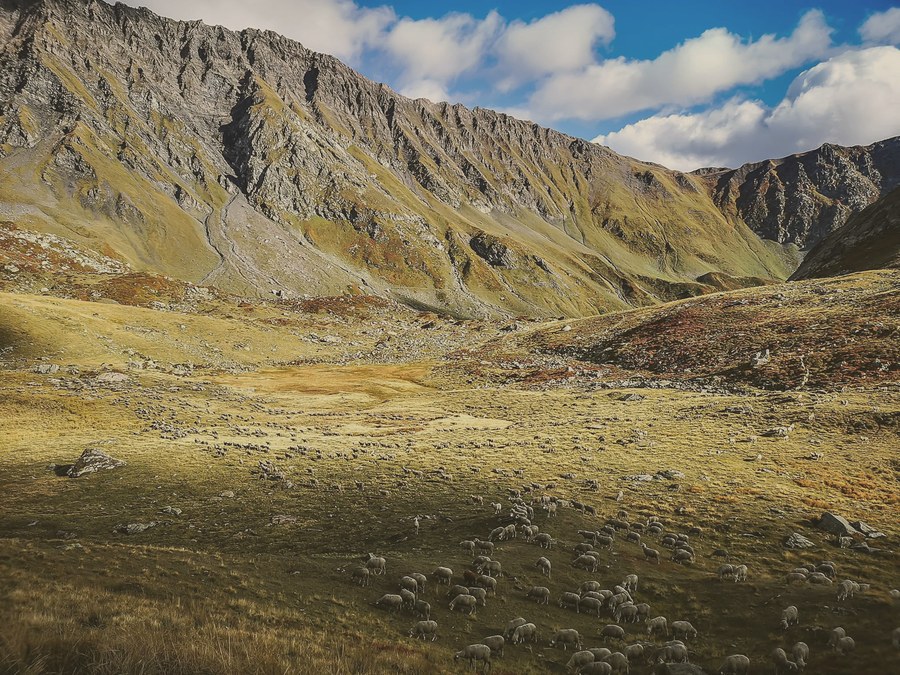 Troupeau dans une vallée aux couleurs dorées