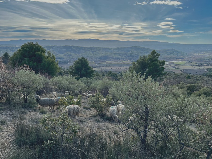 Vue sur une vallée de Provence depuis les collines