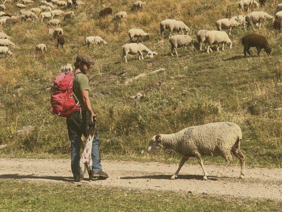 Joseph Boussion marchant avec le troupeau sur un flanc de colline